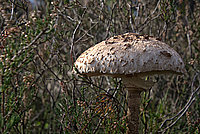 Heide Pilze 2026 (03v16) - Bernhard Saalfeld - Lichtbildkunst